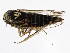  ( - BIOUG02053-C11)  @13 [ ] CreativeCommons - Attribution (2012) CBG Photography Group Centre for Biodiversity Genomics