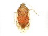  (Deraeocoris fusifrons - BIOUG02288-A01)  @13 [ ] CreativeCommons - Attribution (2012) CBG Photography Group Centre for Biodiversity Genomics