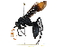  ( - BIOUG02464-H05)  @13 [ ] CreativeCommons - Attribution (2016) CBG Photography Group Centre for Biodiversity Genomics