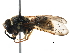  ( - BIOUG02479-F01)  @13 [ ] CreativeCommons - Attribution (2016) CBG Photography Group Centre for Biodiversity Genomics