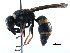  (Euodynerus cf. sp. F - BIOUG02480-C10)  @13 [ ] CreativeCommons - Attribution (2016) CBG Photography Group Centre for Biodiversity Genomics