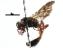  ( - BIOUG02485-E08)  @13 [ ] CreativeCommons - Attribution (2016) CBG Photography Group Centre for Biodiversity Genomics