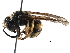  ( - BIOUG02486-D04)  @13 [ ] CreativeCommons - Attribution (2016) CBG Photography Group Centre for Biodiversity Genomics