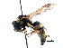  (Euodynerus auranus - BIOUG02486-D05)  @14 [ ] CreativeCommons - Attribution (2016) CBG Photography Group Centre for Biodiversity Genomics