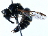  ( - BIOUG02486-F12)  @13 [ ] CreativeCommons - Attribution (2016) CBG Photography Group Centre for Biodiversity Genomics