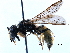  (Euodynerus foraminatus-group - BIOUG02487-C03)  @15 [ ] CreativeCommons - Attribution (2016) CBG Photography Group Centre for Biodiversity Genomics