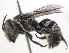  ( - BIOUG02487-H02)  @13 [ ] CreativeCommons - Attribution (2013) CBG Photography Group Centre for Biodiversity Genomics