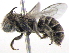  ( - BIOUG02487-H06)  @12 [ ] CreativeCommons - Attribution (2013) CBG Photography Group Centre for Biodiversity Genomics