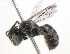  ( - BIOUG02491-D04)  @12 [ ] CreativeCommons - Attribution (2013) CBG Photography Group Centre for Biodiversity Genomics