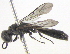  (Trypoxylon sp. aff. timberlakei - BIOUG02491-E02)  @13 [ ] CreativeCommons - Attribution (2013) CBG Photography Group Centre for Biodiversity Genomics