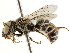  (Ashmeadiella dimalla - BIOUG02493-G08)  @15 [ ] CreativeCommons - Attribution (2019) CBG Photography Group Centre for Biodiversity Genomics