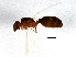  (Pheidole bicarinata - BIOUG02575-F04)  @13 [ ] CreativeCommons - Attribution (2013) CBG Photography Group Centre for Biodiversity Genomics