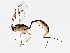  (Temelucha - BIOUG02575-F10)  @14 [ ] CreativeCommons - Attribution (2013) CBG Photography Group Centre for Biodiversity Genomics