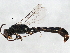  (Trypoxylon sp. aff. sulcatoides - BIOUG02577-C11)  @13 [ ] CreativeCommons - Attribution (2013) CBG Photography Group Centre for Biodiversity Genomics
