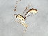  ( - BIOUG02577-C12)  @14 [ ] CreativeCommons - Attribution (2013) CBG Photography Group Centre for Biodiversity Genomics