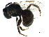  ( - BIOUG02577-H06)  @12 [ ] CreativeCommons - Attribution (2018) CBG Photography Group Centre for Biodiversity Genomics