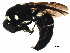  (Euodynerus megaera - BIOUG02581-D12)  @14 [ ] CreativeCommons - Attribution (2016) CBG Photography Group Centre for Biodiversity Genomics