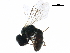  ( - BIOUG02585-C01)  @12 [ ] CreativeCommons - Attribution (2018) CBG Photography Group Centre for Biodiversity Genomics