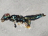  ( - BIOUG02585-E02)  @12 [ ] CreativeCommons - Attribution (2013) CBG Photography Group Centre for Biodiversity Genomics