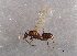  (Myrmecocystus mimicus - BIOUG02586-C10)  @14 [ ] CreativeCommons - Attribution (2013) CBG Photography Group Centre for Biodiversity Genomics