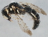  (Protandrena mexicanorum - BIOUG02586-E08)  @14 [ ] CreativeCommons - Attribution (2013) CBG Photography Group Centre for Biodiversity Genomics