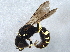  (Ectemnius stirpicola - BIOUG02587-C01)  @14 [ ] CreativeCommons - Attribution (2013) CBG Photography Group Centre for Biodiversity Genomics