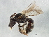  (Lasioglossum robertsoni - BIOUG02587-E02)  @13 [ ] CreativeCommons - Attribution (2013) CBG Photography Group Centre for Biodiversity Genomics