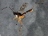  ( - BIOUG02641-A08)  @13 [ ] CreativeCommons - Attribution (2013) CBG Photography Group Centre for Biodiversity Genomics