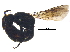  ( - BIOUG02641-E07)  @13 [ ] CreativeCommons - Attribution (2017) CBG Photography Group Centre for Biodiversity Genomics