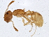  (Temnothorax curvispinosus - BIOUG02642-B08)  @13 [ ] CreativeCommons - Attribution (2013) CBG Photography Group Centre for Biodiversity Genomics