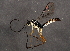  ( - BIOUG02645-G09)  @13 [ ] CreativeCommons - Attribution (2013) CBG Photography Group Centre for Biodiversity Genomics