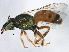  (Agapostemon melliventris - BIOUG02688-C04)  @15 [ ] CreativeCommons - Attribution (2013) CBG Photography Group Centre for Biodiversity Genomics