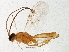  (Aleiodes buoculus - BIOUG02689-G03)  @14 [ ] CreativeCommons - Attribution (2013) CBG Photography Group Centre for Biodiversity Genomics