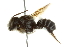  (Megachile pruina - BIOUG02475-C11)  @13 [ ] CreativeCommons - Attribution (2013) CBG Photography Group Centre for Biodiversity Genomics