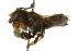 (Megachile albitarsis - BIOUG02475-D11)  @14 [ ] CreativeCommons - Attribution (2013) CBG Photography Group Centre for Biodiversity Genomics
