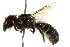  (Megachile prosopidis - BIOUG02475-E08)  @13 [ ] CreativeCommons - Attribution (2013) CBG Photography Group Centre for Biodiversity Genomics