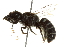  (Megachile chilopsidis - BIOUG02475-E11)  @14 [ ] CreativeCommons - Attribution (2013) CBG Photography Group Centre for Biodiversity Genomics