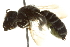  (Megachile frugalis - BIOUG02475-H05)  @13 [ ] CreativeCommons - Attribution (2013) CBG Photography Group Centre for Biodiversity Genomics