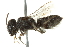  ( - BIOUG02479-C06)  @13 [ ] CreativeCommons - Attribution (2013) CBG Photography Group Centre for Biodiversity Genomics