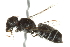  (Megachile odontostoma - BIOUG02479-C08)  @14 [ ] CreativeCommons - Attribution (2013) CBG Photography Group Centre for Biodiversity Genomics