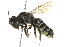 (Megachile newberryae - BIOUG02479-C10)  @14 [ ] CreativeCommons - Attribution (2013) CBG Photography Group Centre for Biodiversity Genomics
