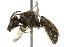  ( - BIOUG02484-G07)  @13 [ ] CreativeCommons - Attribution (2013) CBG Photography Group Centre for Biodiversity Genomics
