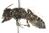  ( - BIOUG02485-A03)  @13 [ ] CreativeCommons - Attribution (2013) CBG Photography Group Centre for Biodiversity Genomics