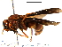  ( - BIOUG02465-D10)  @13 [ ] CreativeCommons - Attribution (2013) CBG Photography Group Centre for Biodiversity Genomics
