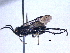  ( - BIOUG02486-A02)  @13 [ ] CreativeCommons - Attribution (2012) CBG Photography Group Centre for Biodiversity Genomics