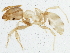  (Pheidole floridana - BIOUG02574-A03)  @14 [ ] CreativeCommons - Attribution (2013) CBG Photography Group Centre for Biodiversity Genomics