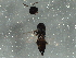  ( - BIOUG02574-B06)  @12 [ ] CreativeCommons - Attribution (2013) CBG Photography Group Centre for Biodiversity Genomics
