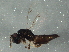  ( - BIOUG02574-C02)  @13 [ ] CreativeCommons - Attribution (2013) CBG Photography Group Centre for Biodiversity Genomics