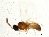  (Exodontiellini - BIOUG02574-H08)  @14 [ ] CreativeCommons - Attribution (2013) CBG Photography Group Centre for Biodiversity Genomics