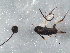  ( - BIOUG02620-E12)  @12 [ ] CreativeCommons - Attribution (2013) CBG Photography Group Centre for Biodiversity Genomics